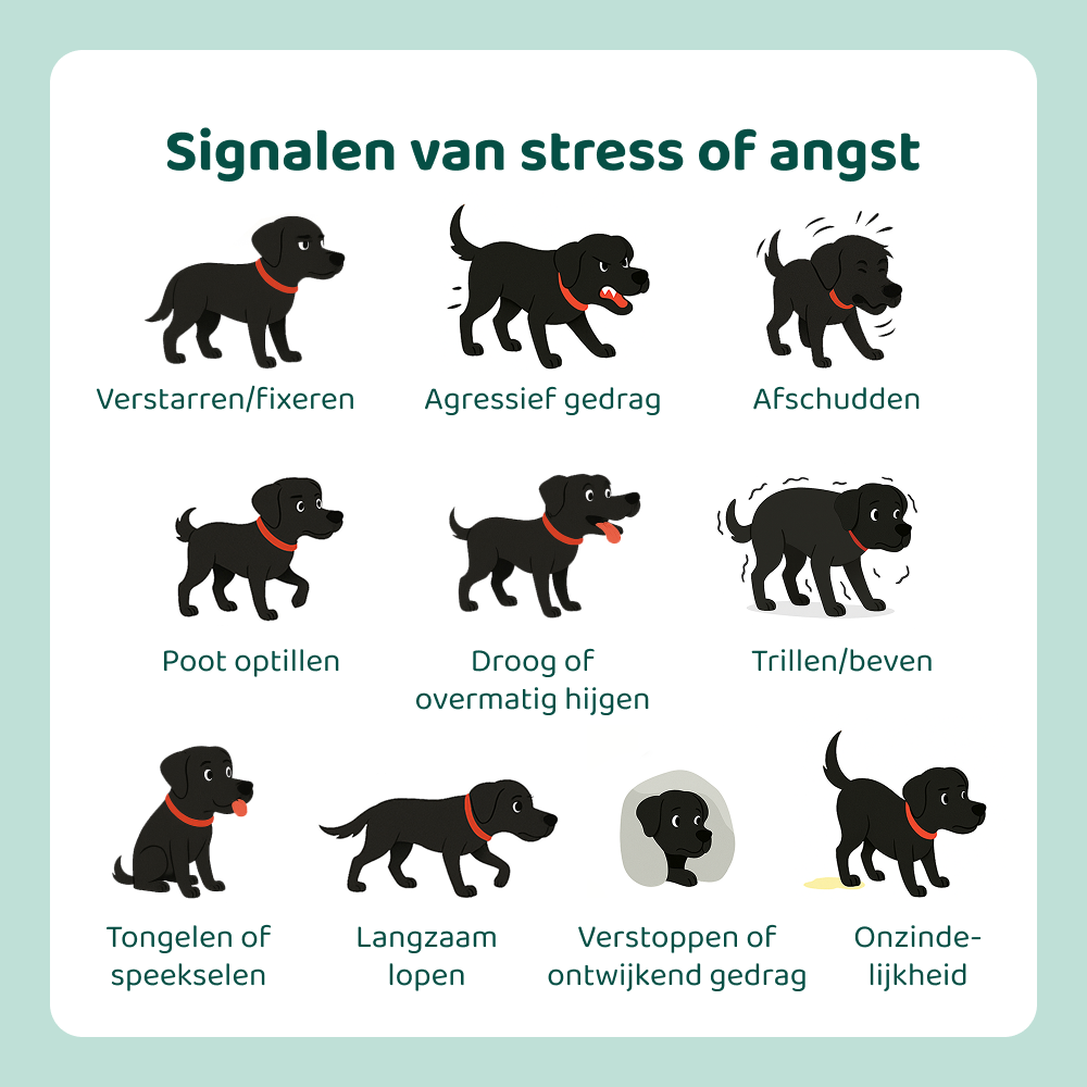 angst voor honden therapie